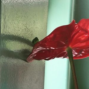 Meet your Posher, Lindsey